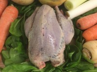 NEW-Pheasant
