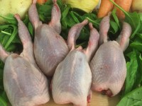NEW-Quail-x4